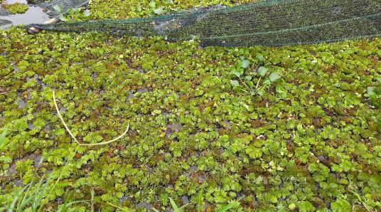 Nuôi con hiền như đất mê ăn bí, anh nông dân thu lãi 200 triệu đồng rất nhẹ nhàng-4