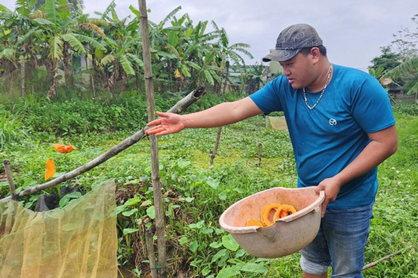 Ông nông dân lãi 1 tỷ đồng nhờ bẻ lái trồng thứ rau dại xưa chỉ cho trâu bò ăn-4