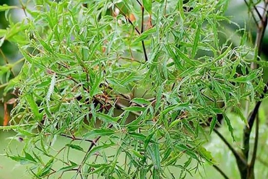 Ý nghĩa phong thủy và cách trồng cây đinh lăng đem lại sức khỏe dồi dào, gia đình ổn định