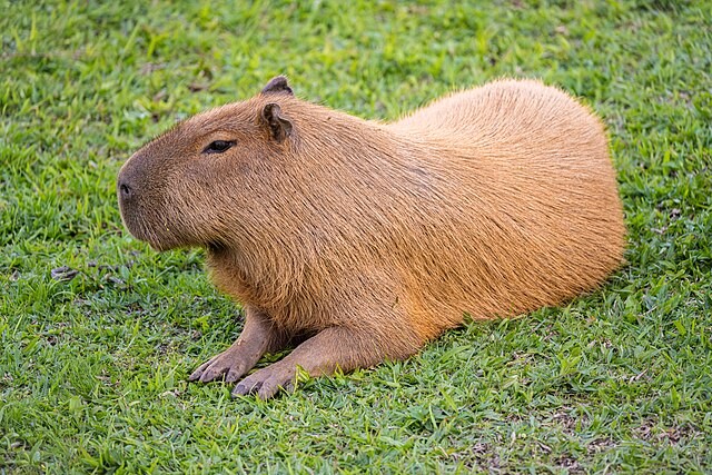 5 cách để bạn trở thành chiến thần ngoại giao được yêu mến như Capybara-1