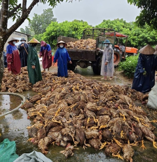 Quảng Bình: Sau đêm lũ, đàn gà 6.000 con chỉ còn vài con thoi thóp-2