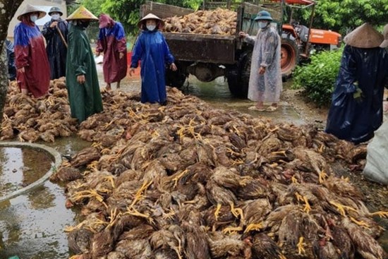 Quảng Bình: Sau đêm lũ, đàn gà 6.000 con chỉ còn vài con thoi thóp