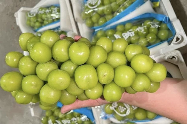Chưa phát hiện nho sữa Trung Quốc tồn dư chất độc hại tại Việt Nam-2