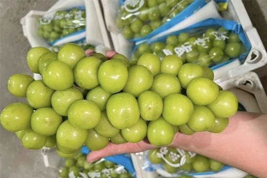Nho sữa Trung Quốc bị phát hiện có chất cấm ở Thái, Việt Nam kiểm soát ra sao?