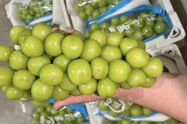 Nho sữa bị phát hiện có chất độc hại ở Thái, hàng vẫn đổ về chợ Việt giá siêu rẻ-3