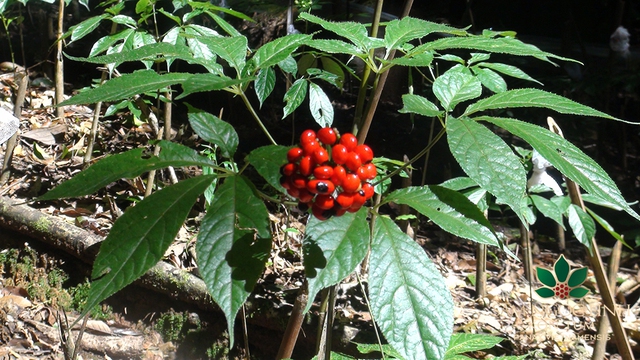 Loài cây quý hiếm, đắt đỏ bậc nhất thế giới, chỉ có duy nhất ở Việt Nam-1