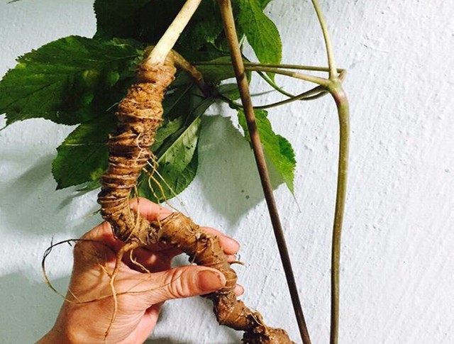 Loài cây quý hiếm, đắt đỏ bậc nhất thế giới, chỉ có duy nhất ở Việt Nam-2