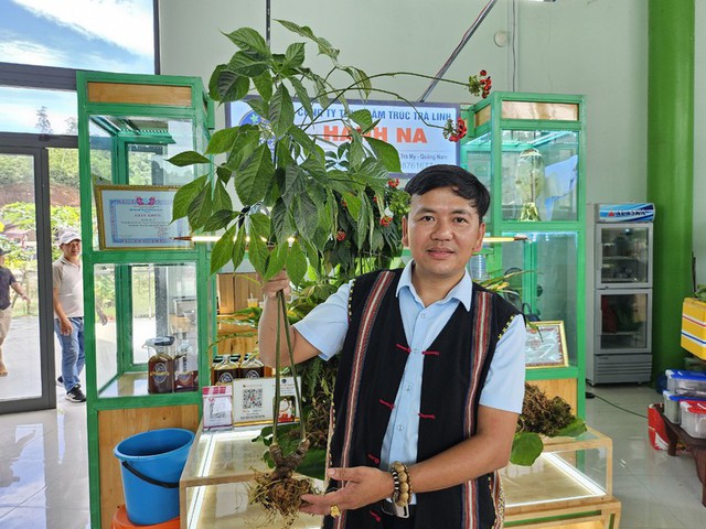 Loài cây quý hiếm, đắt đỏ bậc nhất thế giới, chỉ có duy nhất ở Việt Nam-3