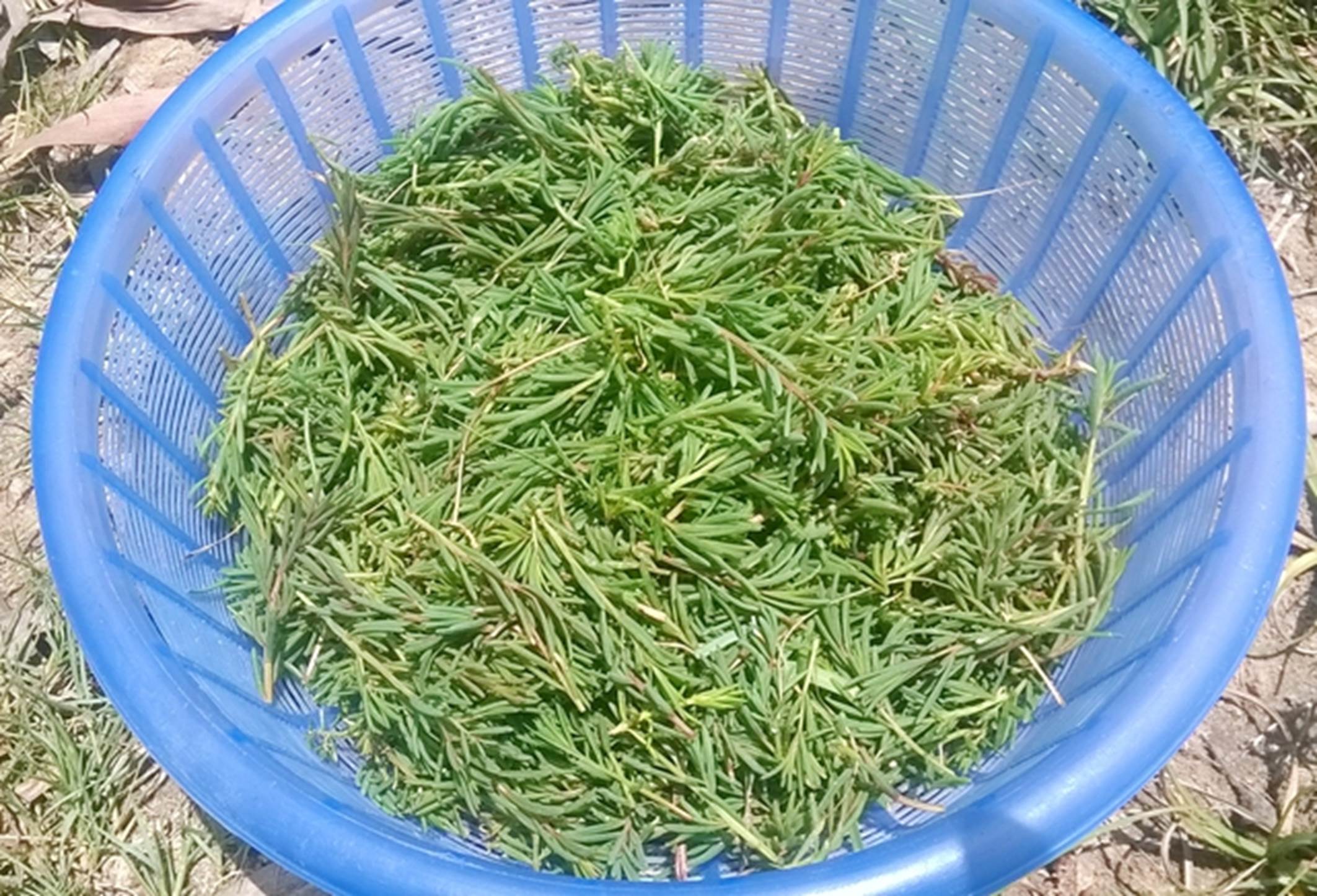 Cây dại mọc bờ bụi không ai ngó nay thành đặc sản dân phố thích mê, 100.000 đồng/kg-1