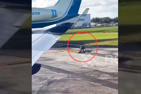 Cận cảnh cá sấu hung dữ dài 2m bị bắt trong nhà dân-2