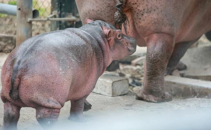 Hình ảnh chú hà mã con đầu tiên sinh ra ở vườn thú Hà Nội-7