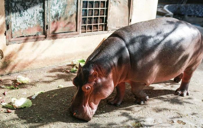 Hình ảnh chú hà mã con đầu tiên sinh ra ở vườn thú Hà Nội-6