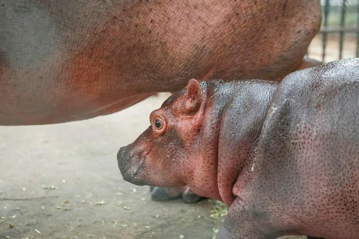 Hình ảnh chú hà mã con đầu tiên sinh ra ở vườn thú Hà Nội-3