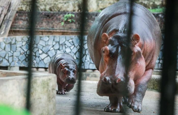 Hình ảnh chú hà mã con đầu tiên sinh ra ở vườn thú Hà Nội-5