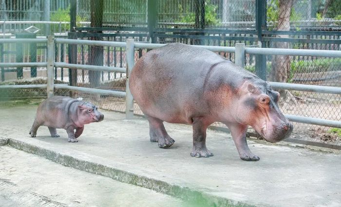 Hình ảnh chú hà mã con đầu tiên sinh ra ở vườn thú Hà Nội-1