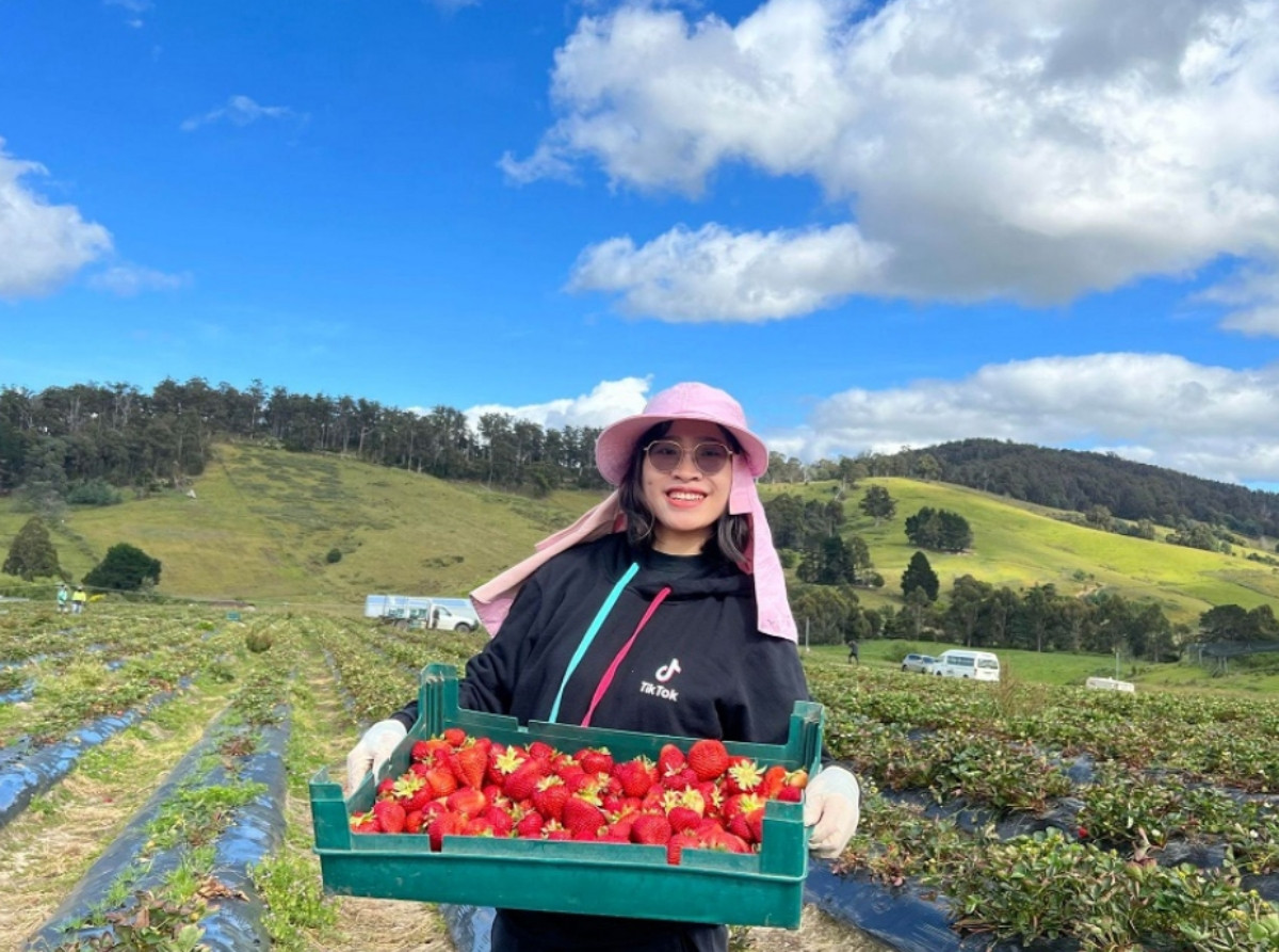 Cô gái TPHCM kể chuyện hái dâu kiếm gần nửa triệu đồng mỗi giờ ở Australia-4