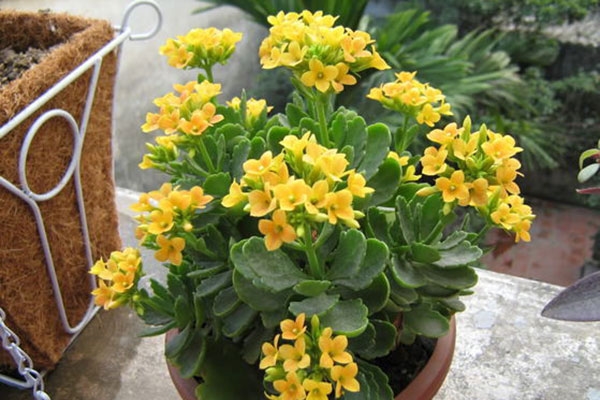 Muốn giàu có thì nên trồng những loại hoa này trước cửa nhà-6