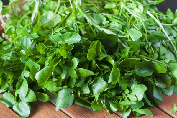 Việt Nam có loại rau được ví là hàu thực vật”, ra chợ là có, lại rất bổ dưỡng-3