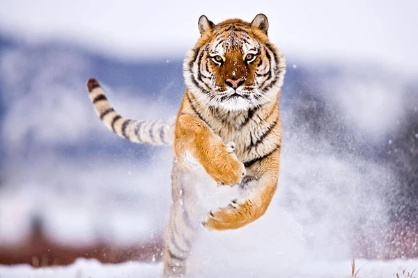 4 con giáp mạnh mẽ quyết đoán, nhờ đó đạt được nhiều thành tựu trong sự nghiệp-5