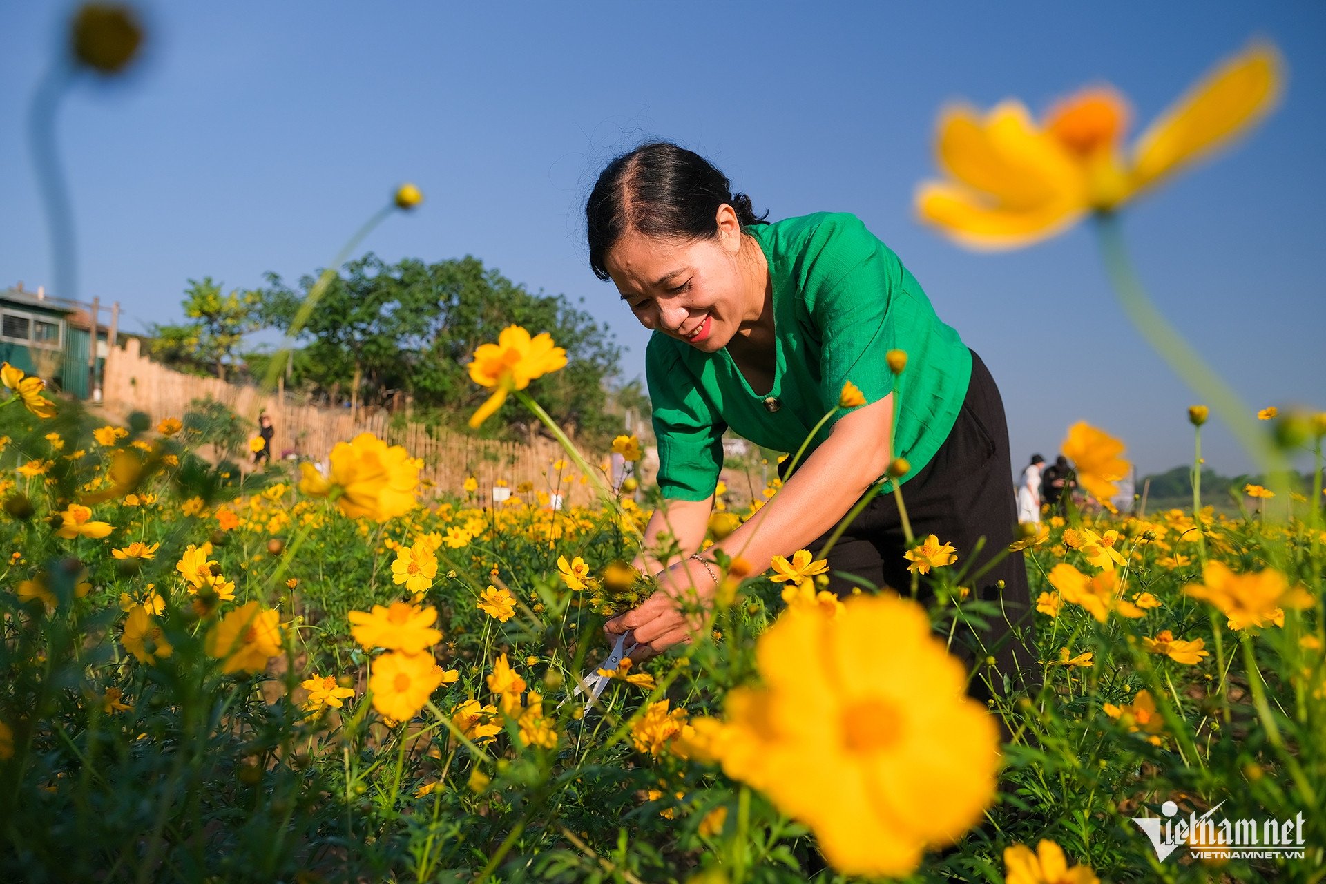 Ngỡ ngàng vườn hoa cúc bướm nhuộm vàng bãi giữa sông Hồng-11