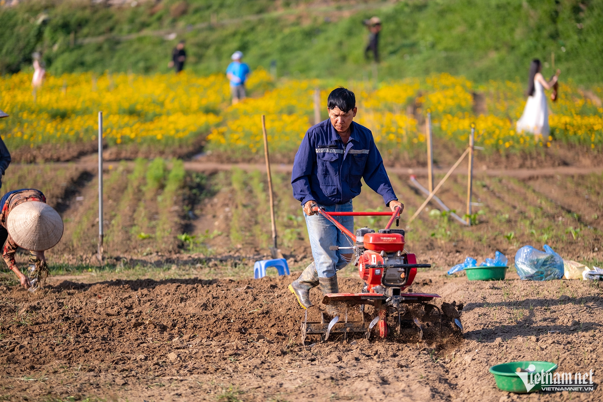 Ngỡ ngàng vườn hoa cúc bướm nhuộm vàng bãi giữa sông Hồng-13