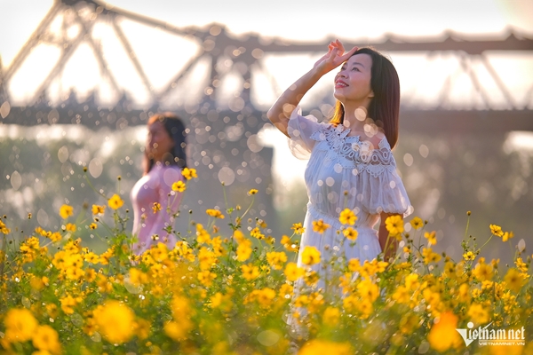 Cách chăm sóc, xử lý cúc vàng ra hoa đúng dịp Tết-4