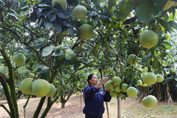 Quả tiến vua ở nước ngoài, ở Việt Nam mọc dại khắp nơi-3