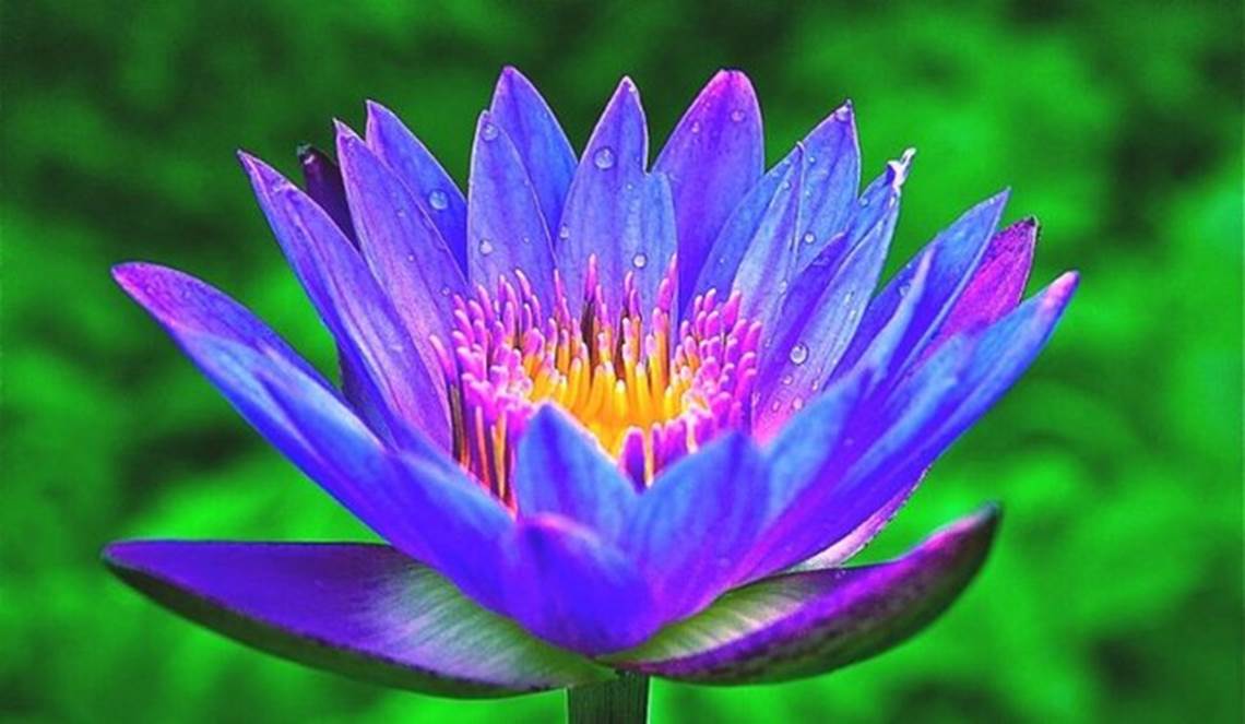 Muốn giàu có thì nên trồng những loại hoa này trước cửa nhà-3