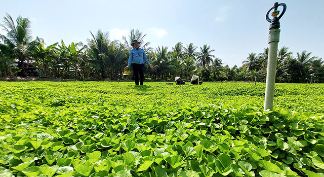 Ông nông dân lãi 1 tỷ đồng nhờ bẻ lái trồng thứ rau dại xưa chỉ cho trâu bò ăn-1