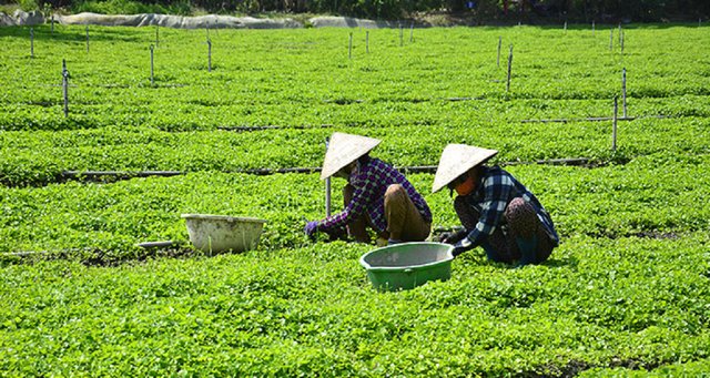 Ông nông dân lãi 1 tỷ đồng nhờ bẻ lái trồng thứ rau dại xưa chỉ cho trâu bò ăn-2