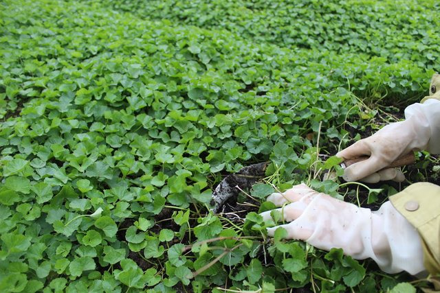 Ông nông dân lãi 1 tỷ đồng nhờ bẻ lái trồng thứ rau dại xưa chỉ cho trâu bò ăn-3