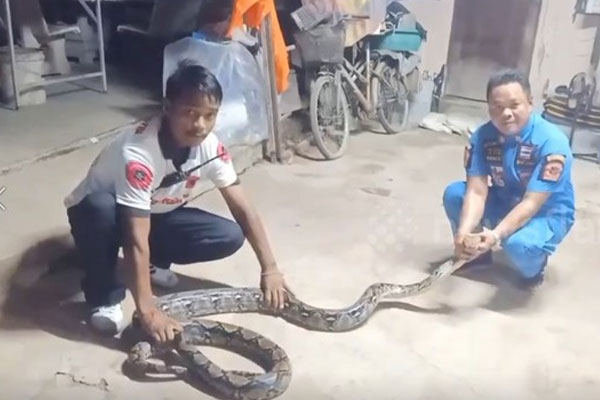 Bắt sống trăn khổng lồ dài gần 5 mét nuốt chửng mèo của nhà dân-1