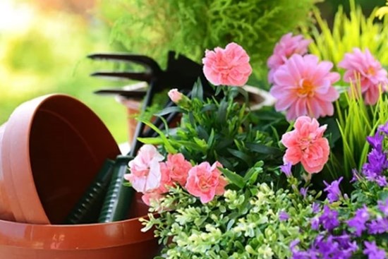 4 bí quyết khiến hoa nở rực rỡ mà nhà vườn luôn muốn giấu kín
