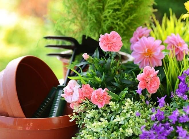 4 bí quyết khiến hoa nở rực rỡ mà nhà vườn luôn muốn giấu kín-2