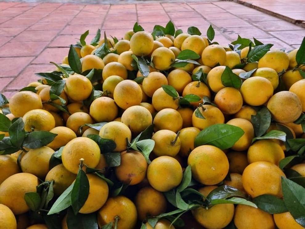 Mẹo nhận biết cam Vinh chuẩn-1