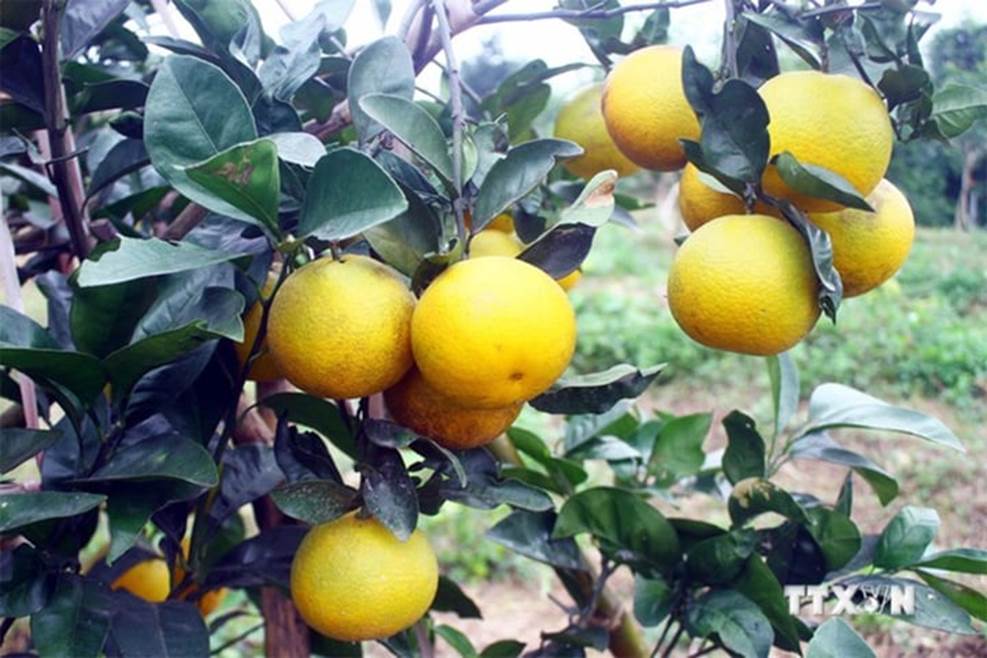 Mẹo nhận biết cam Vinh chuẩn-2