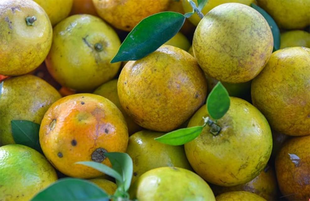 Mẹo nhận biết cam Vinh chuẩn-3