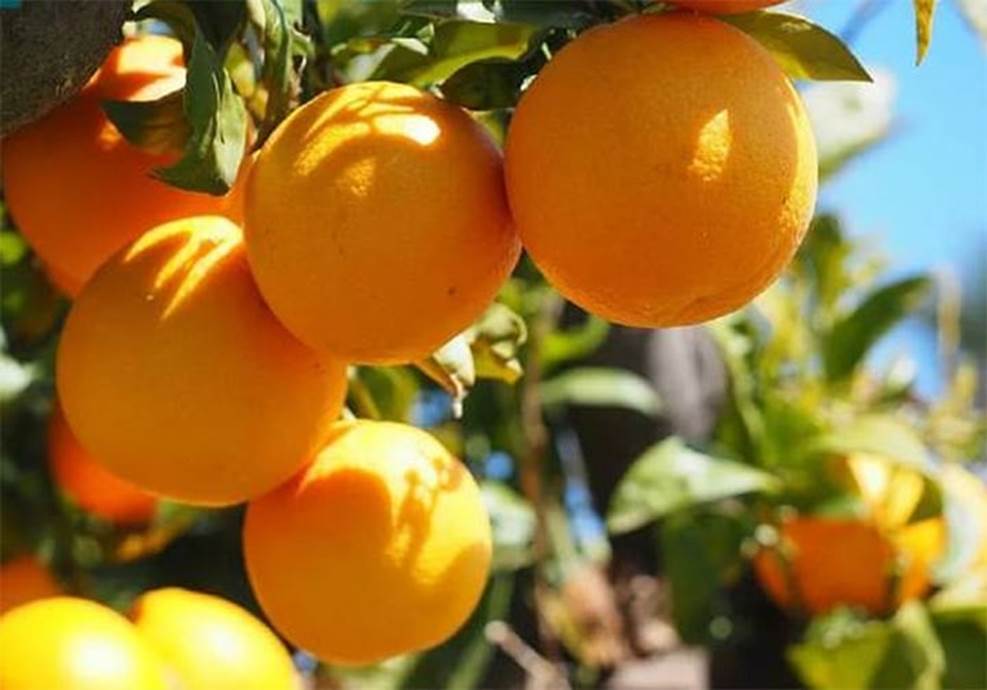 Mẹo nhận biết cam Vinh chuẩn-4