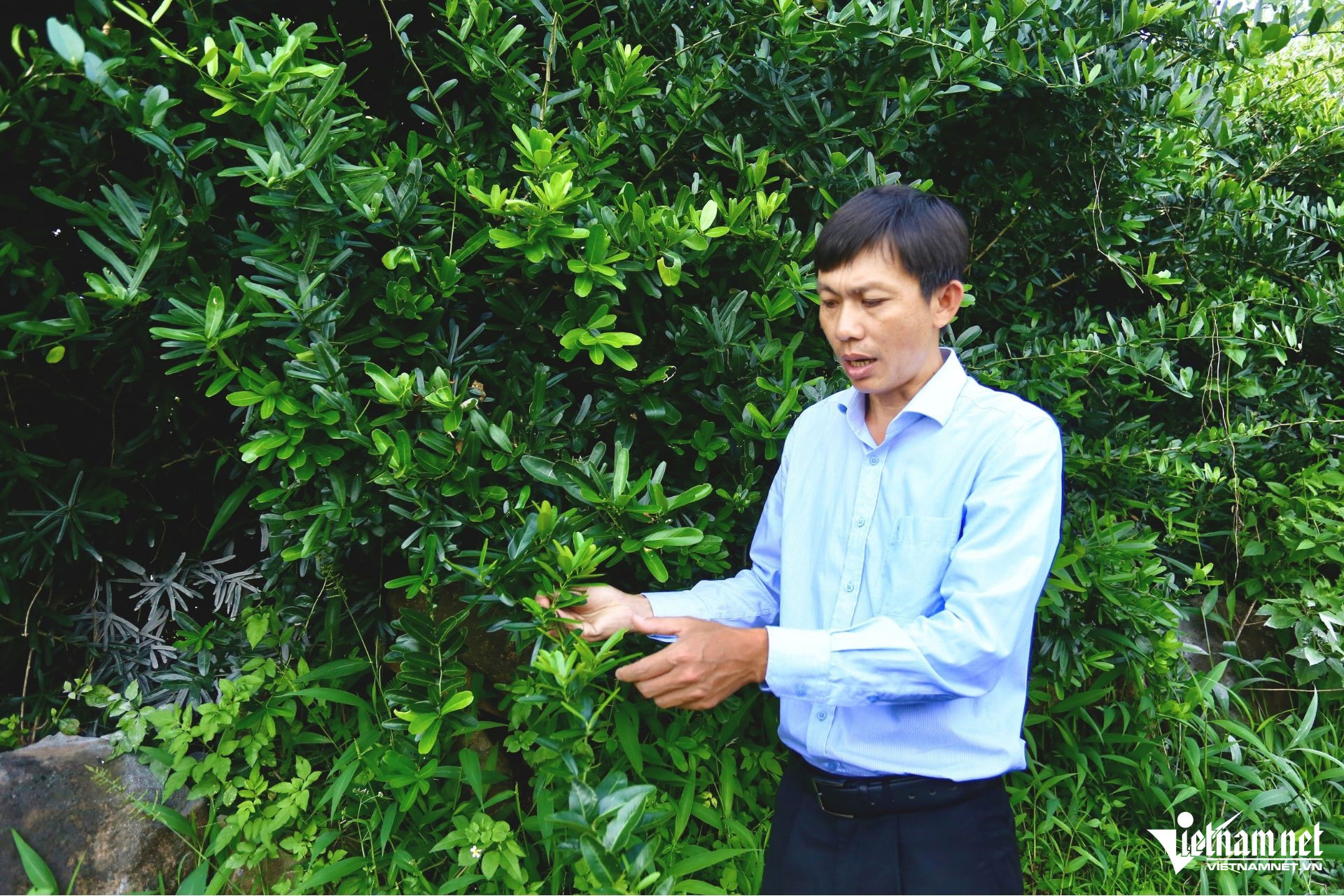 Bỏ kỹ sư làm nông dân, thu hơn 5 tỷ đồng mỗi năm từ loài cây mang tên lạ-1