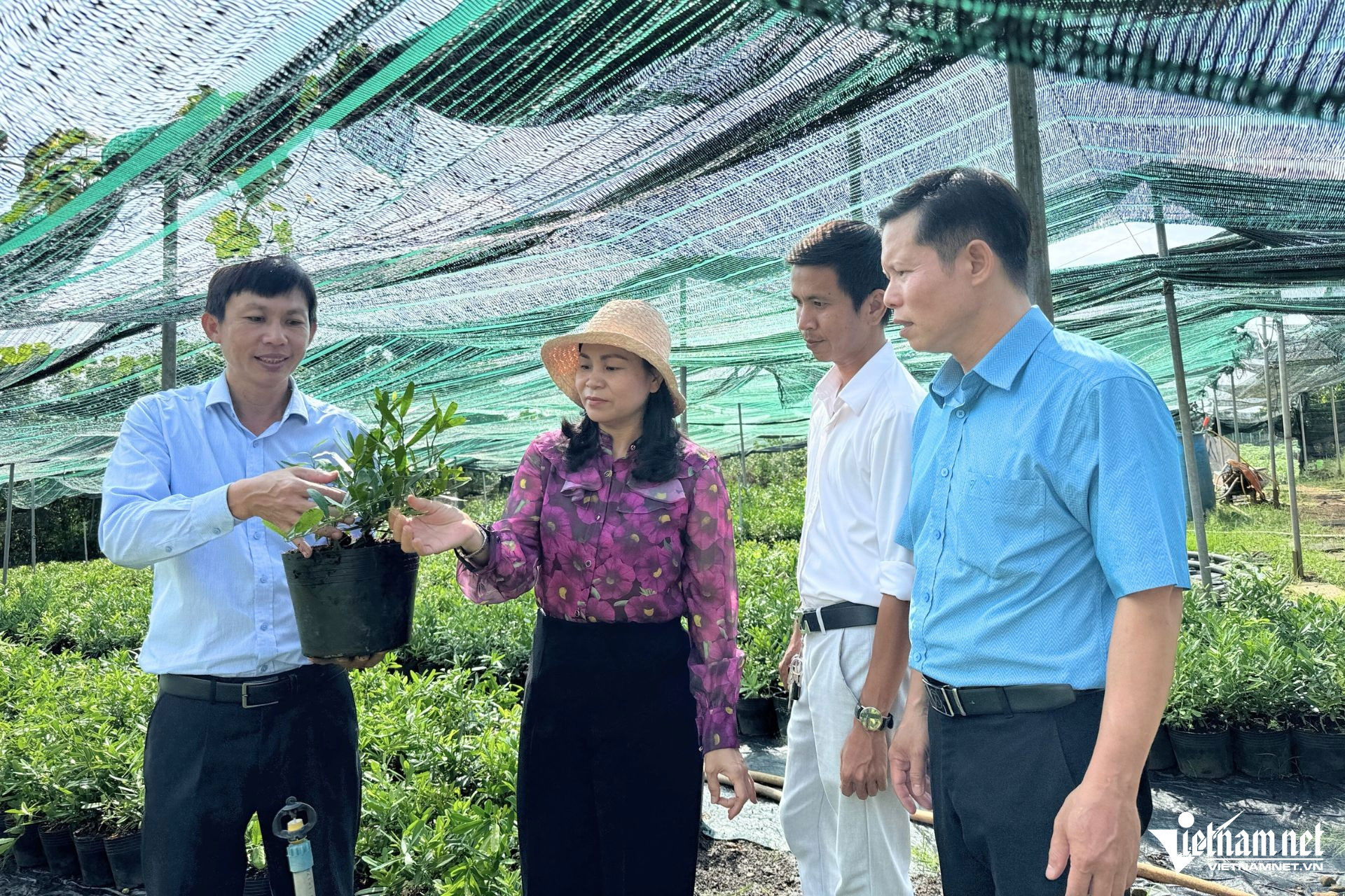 Bỏ kỹ sư làm nông dân, thu hơn 5 tỷ đồng mỗi năm từ loài cây mang tên lạ-2