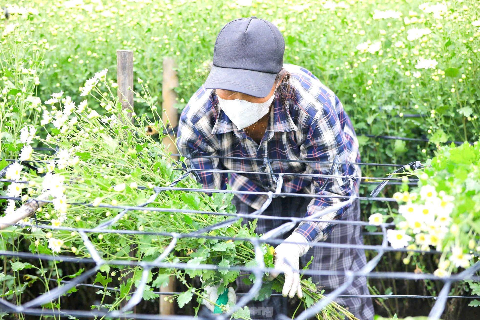 Vườn cúc họa mi hiếm hoi sống sót sau bão Yagi bung nở, khoe sắc-6