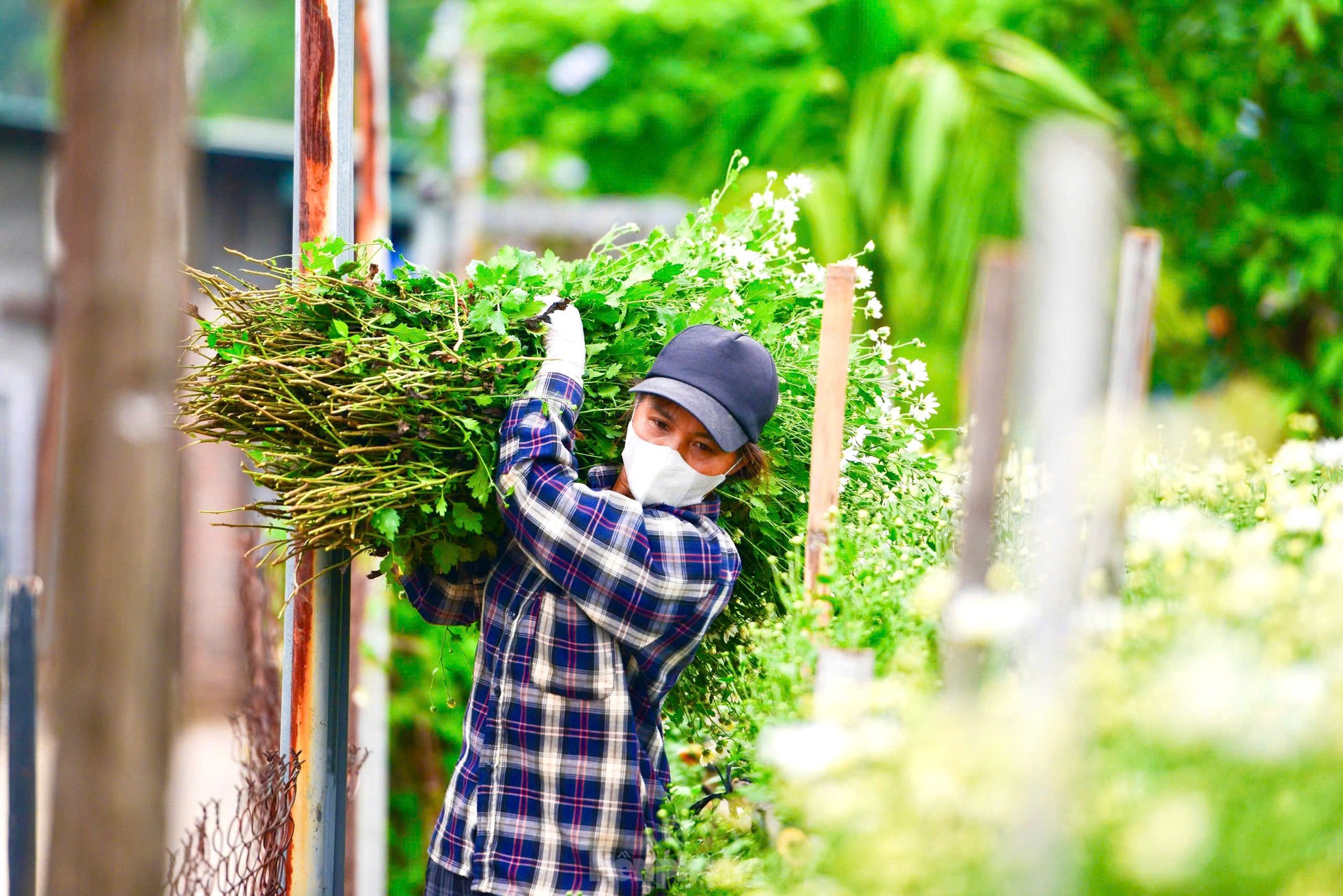 Vườn cúc họa mi hiếm hoi sống sót sau bão Yagi bung nở, khoe sắc-9