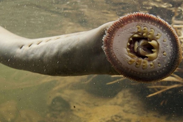 Đặc sản ở Hải Phòng vào mùa béo ú, khách nhìn sợ, ăn lại khen ngon-8