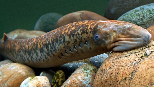 Loài cá đáng sợ ví như quái vật biển sâu, xưa không ai dám ăn nay thành đặc sản giá 400.000 đồng/kg-2