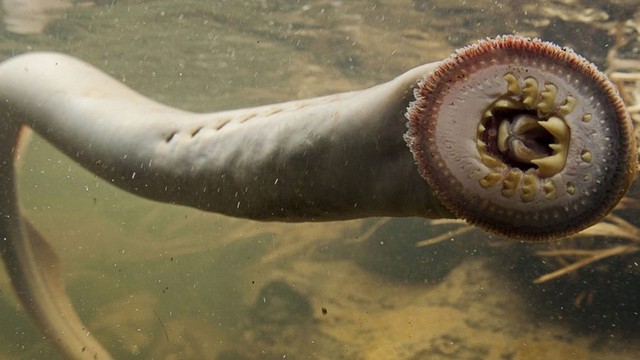 Loài cá đáng sợ ví như quái vật biển sâu, xưa không ai dám ăn nay thành đặc sản giá 400.000 đồng/kg-3