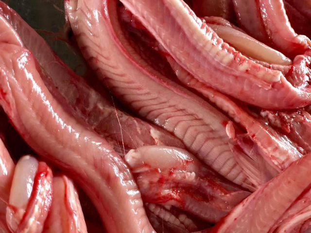 Loài cá đáng sợ ví như quái vật biển sâu, xưa không ai dám ăn nay thành đặc sản giá 400.000 đồng/kg-6