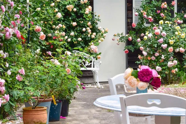 Ông bố Việt trồng vườn rau củ xanh mướt ở Pháp để nhắc nhớ hương vị quê nhà-8