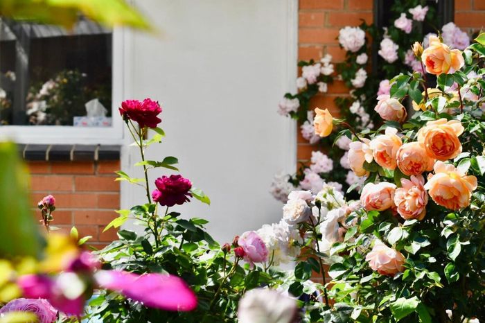 Người phụ nữ Việt phủ kín khu vườn ở Australia bằng cả trăm cây hoa hồng rực rỡ-4