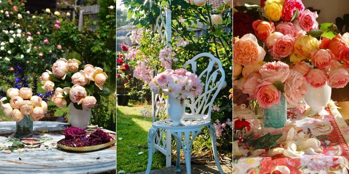 Người phụ nữ Việt phủ kín khu vườn ở Australia bằng cả trăm cây hoa hồng rực rỡ-5