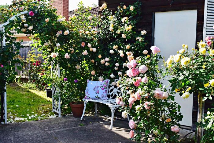 Người phụ nữ Việt phủ kín khu vườn ở Australia bằng cả trăm cây hoa hồng rực rỡ-2